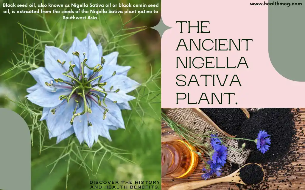 Historical Illustration of Nigella Sativa Plant