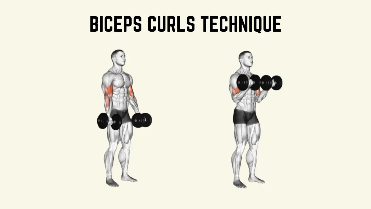 Biceps Curls technique