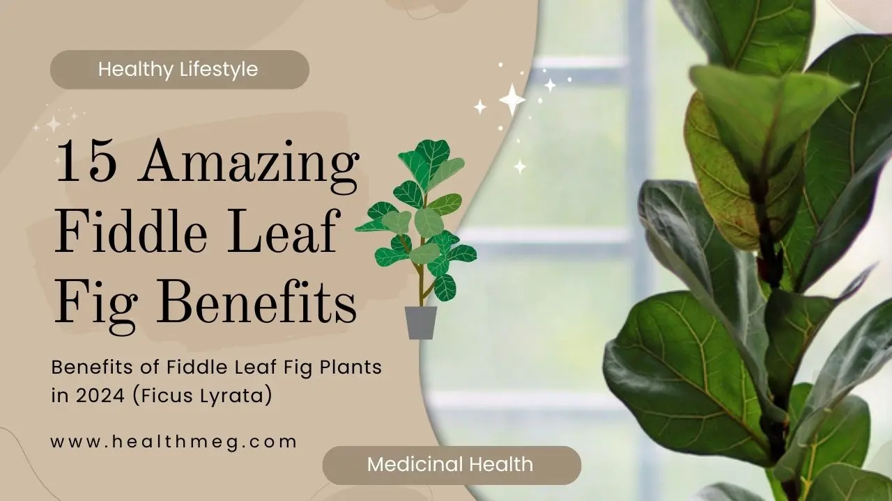Fiddle Leaf Fig Benefits: 15 Amazing Benefits of Fiddle Leaf Fig Plants in 2024 (Ficus Lyrata)