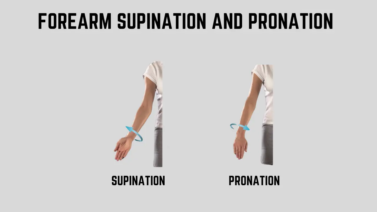 Forearm Supination and Pronation Technique