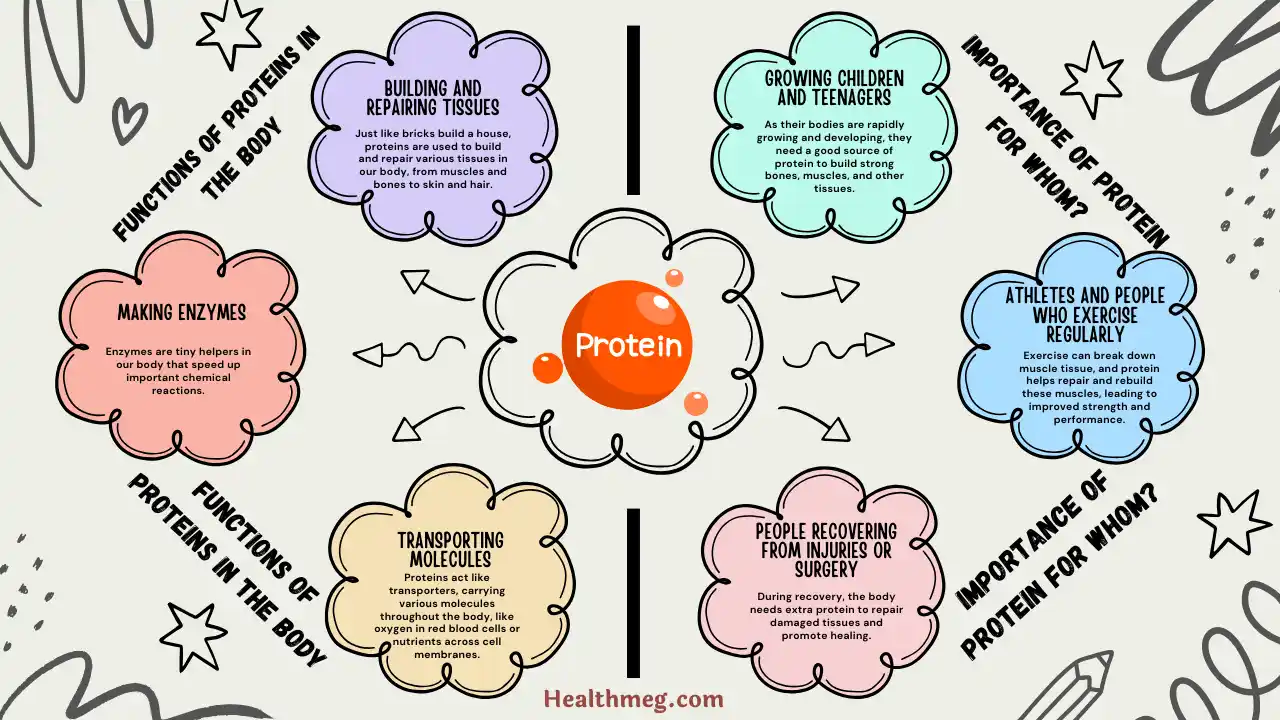 What are the Functions of Proteins in the Body?
