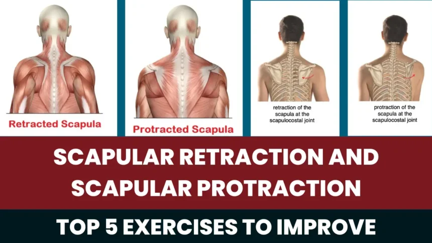 Scapular Retraction and Scapular Protraction: Top 5 Exercises To Improve